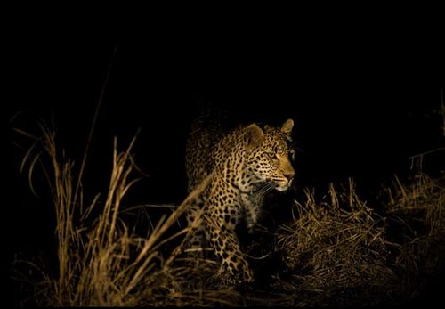 night safaris: a guide to night safaris
