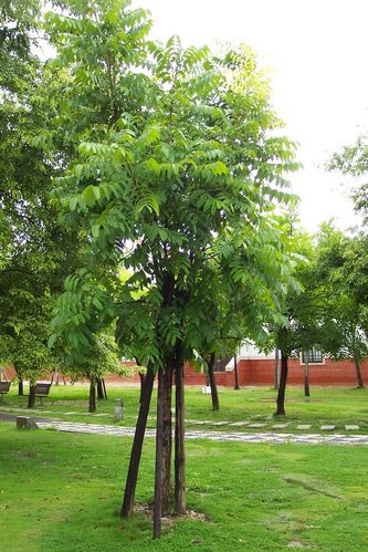 桃花心木-楝科 桃花心木属 常绿乔木 适合做行道树 庭