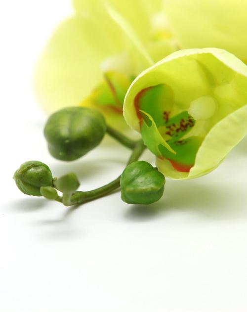 绿色系蝴蝶兰