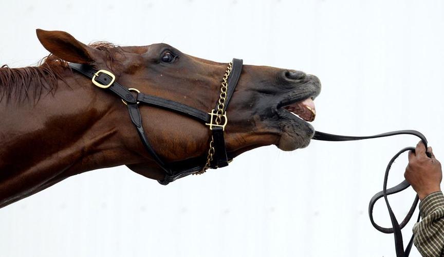 供应宠物带 狗项圈 马缰绳 马笼头 马肚带 安全带