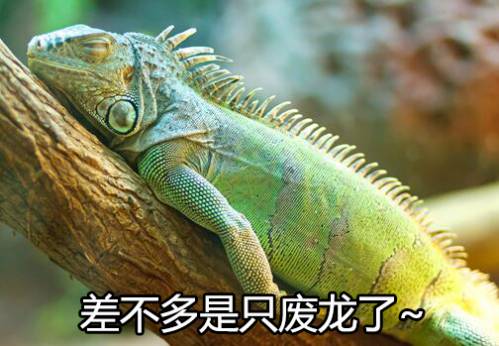 纯天然的动物表情包生物达人必备二