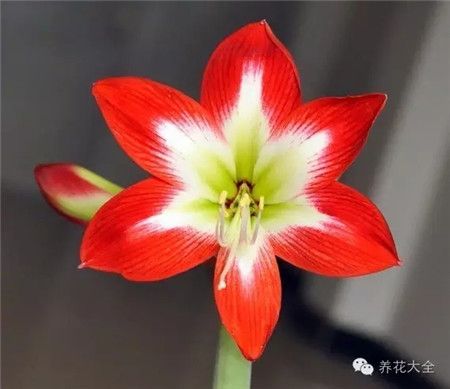 南非朱,芭蕾舞女,中花