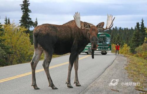 英国人来到加拿大被吓到我只听说过驼鹿可是它咋这么大