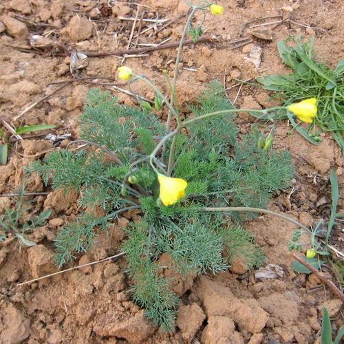 细果角茴香长短不一,参差不齐,依旧漂亮耐用