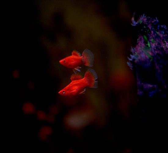 两条小红鱼