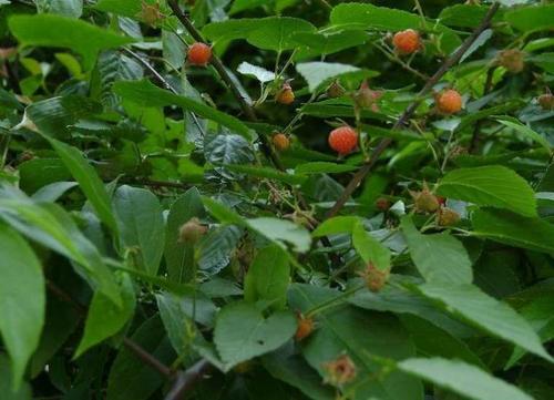 覆盆子的功效与禁忌