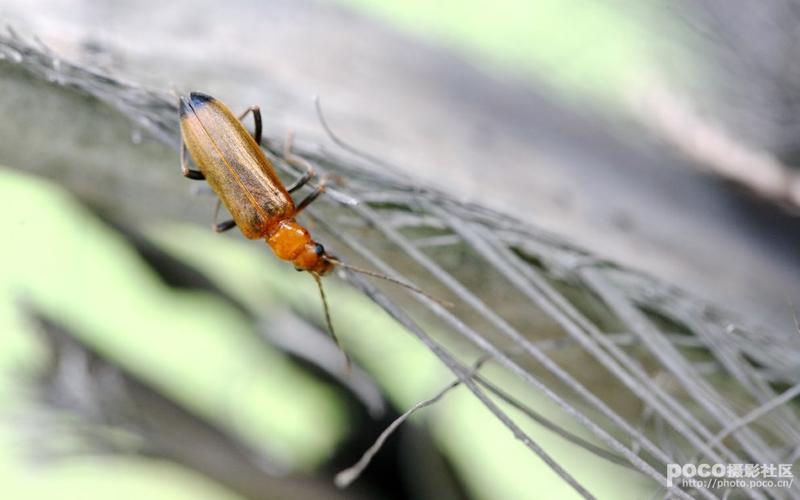 标题:小天牛的一次难忘际遇