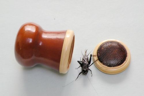 我的收藏 油葫芦葫芦和我养的油葫芦