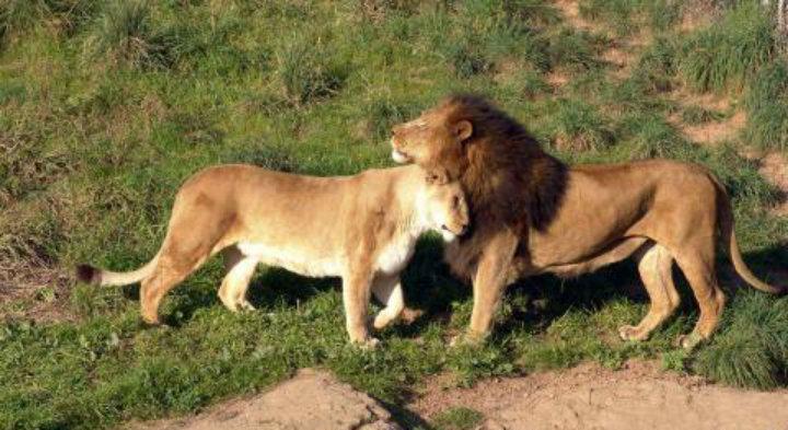 动物世界的纪录片,到底是怎么拍摄的?看完佩服工作人员的智商