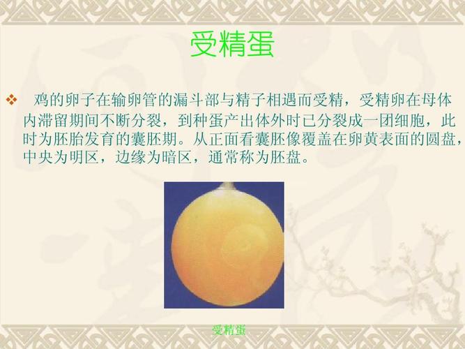 孵化技术- 鸡孵化过程ppt