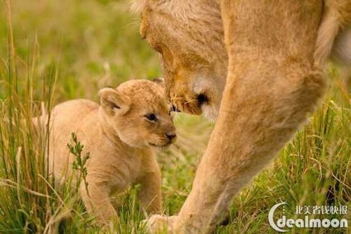 bbc动物与自然高分纪录片推荐(二)