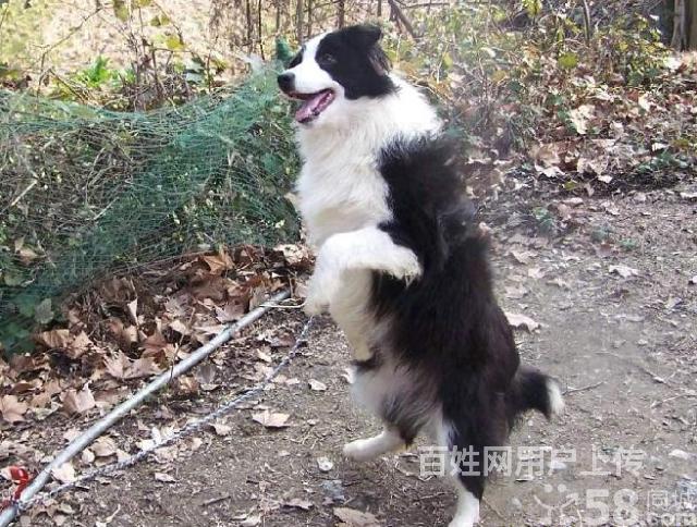 家养纯种边牧宝宝一窝转让公母都有品相极佳包纯种健康