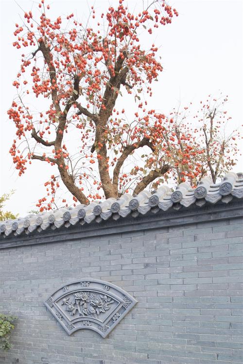 为什么老家的院子里都爱种上一颗柿子树呢?_手机搜狐网