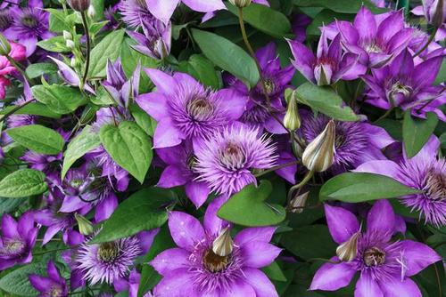 转子莲,总想冒充铁线莲,开花就被比下去