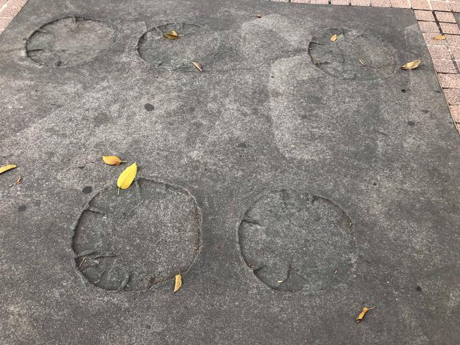 这是大象的脚印