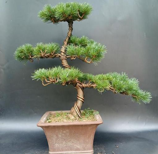 杨梅大阪松和宫岛大阪松的区别有哪些?它们是什么?