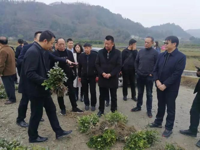 原创晏坝镇富硒茶园又被认领一起来看看