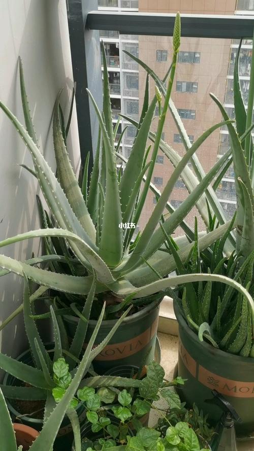 原来芦荟开花真的是好兆头._芦荟_怀孕_好孕_家居家装_家居装饰_花艺