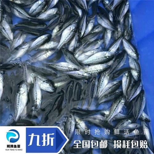 加州鲈鱼苗 加州鲈鱼各种鱼苗 生产基地加州鲈鱼苗 鲲腾