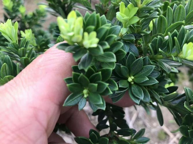 原生米叶罗汉松.