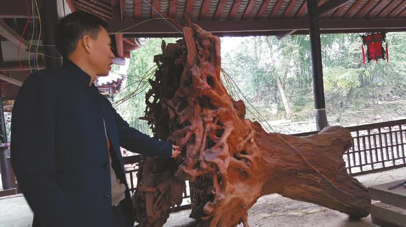 三苏祠考古新发现:900年前荔枝树根 竟是苏轼乡情信物