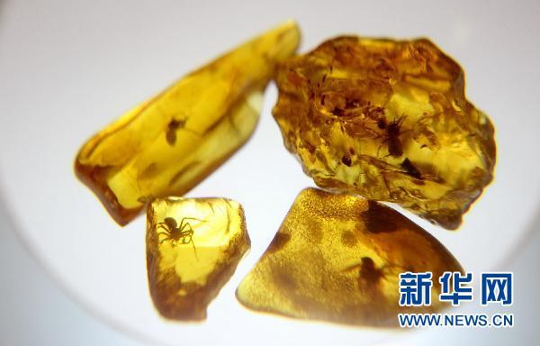 这是12月8日在俄罗斯加裏宁格勒琥珀博物馆拍摄的带有蜘蛛的琥珀.