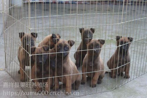 马犬 马犬幼犬价格 马犬多少钱