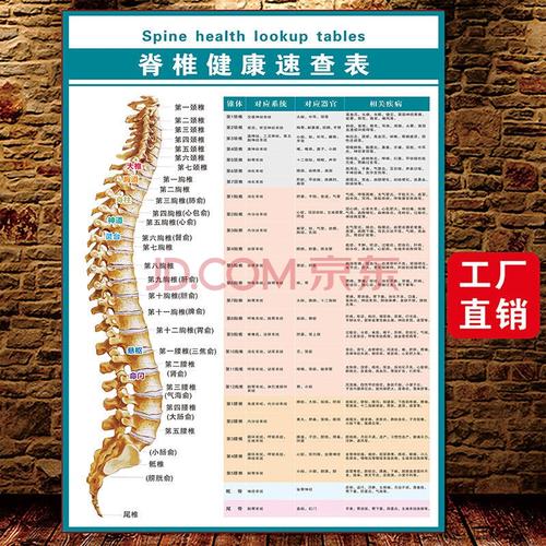 脊椎健康速查表脊柱相关疾病中医养生病理原因结构图挂图海报 mkm8
