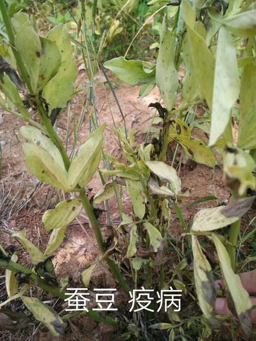 植物病理学Ⅱ实训植物保护二班刘培培16221141215