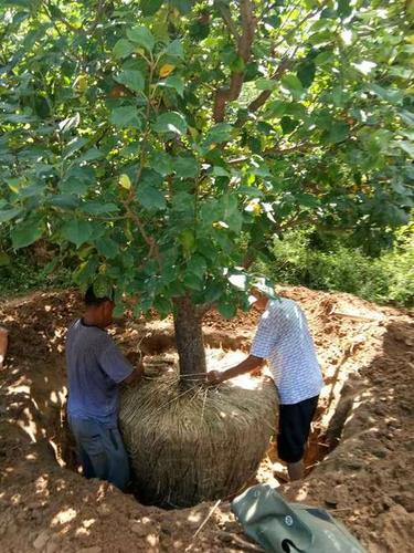 首页 > 全部苗木 > 乔木 > 八棱海棠