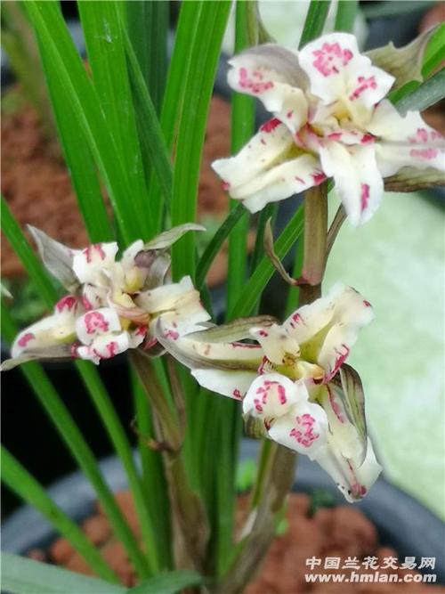 莲瓣兰一号牡丹