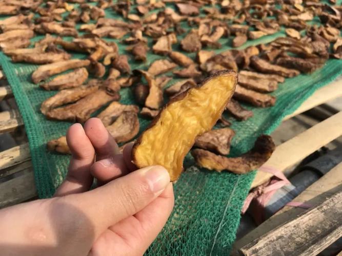 阳江爱用"番芋头"煲汤的注意啦!想不到.