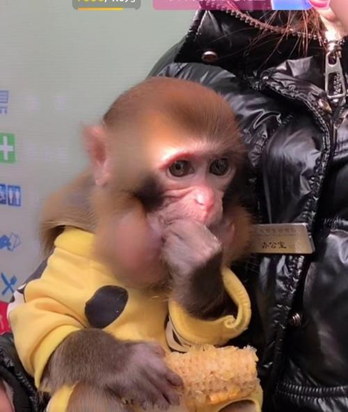 河北省衡水野生动物园的小猴子们