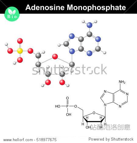 adenosine monophosphate chemical structure and model amp is