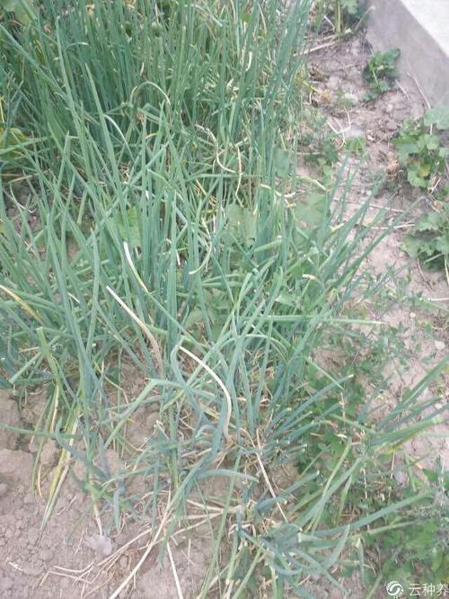 你好,葱尖子什么病害?