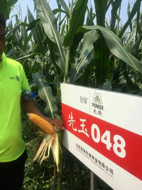 登海先锋新 写美篇我为先玉048代言!俺骄傲!