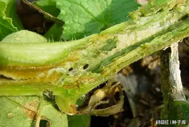 黄瓜为什么会烂瓜,这个问题较复杂,一般认为是由于浸染性病害引起的