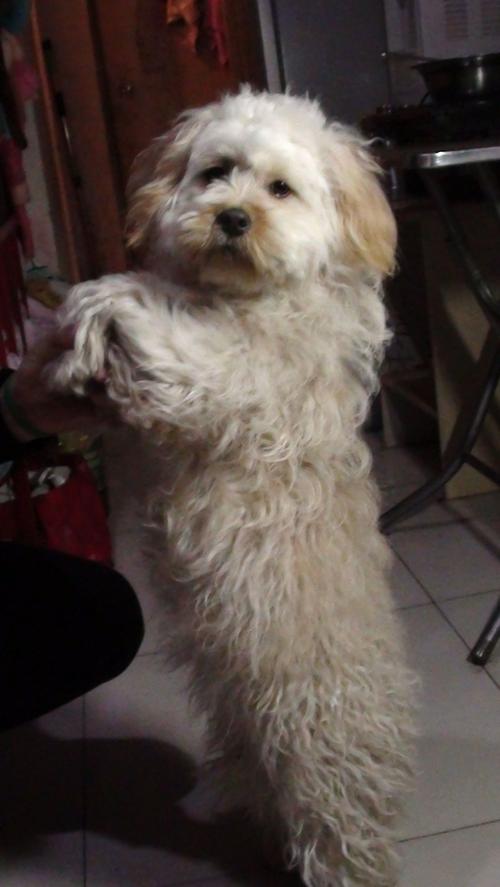 卷毛狗有哪些品种