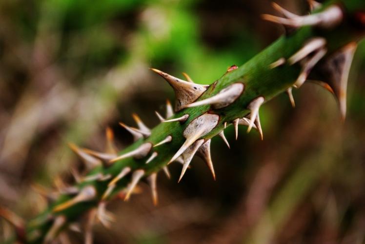 带刺的植物图片 - 第6张