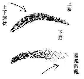 眉毛代表31-34岁,如果脸上眉毛长的特别好,相对之下部位比较平凡,代表