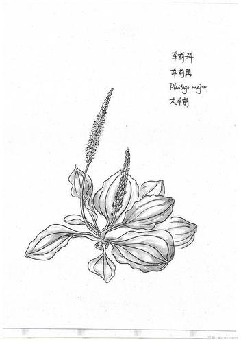 车前草- 临摹《奥托手绘彩色植物图谱》     4回应