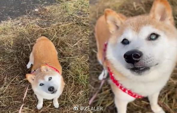 表情包狗子今天16岁了