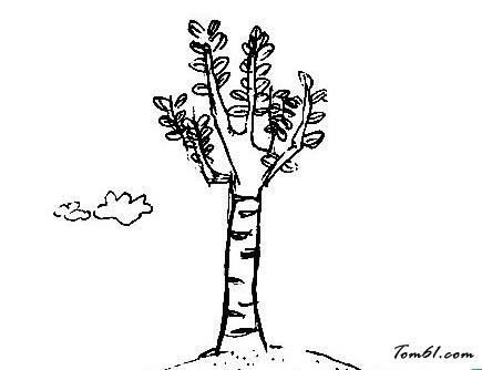 白杨小树成长简笔画