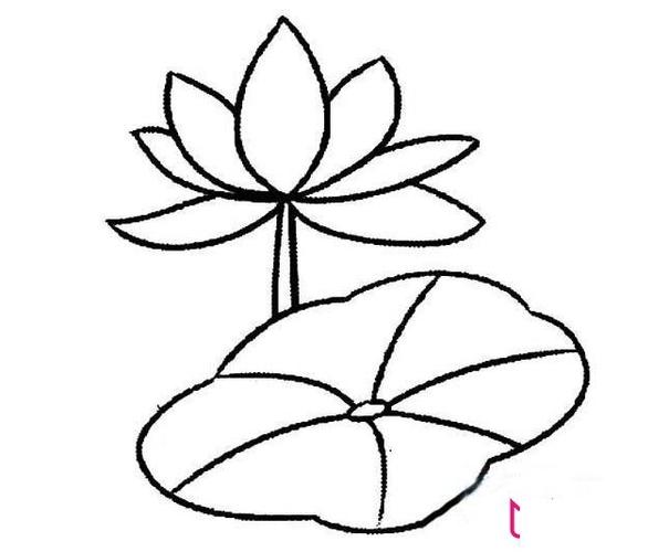 漂亮的荷花简笔画图片,荷花怎么画