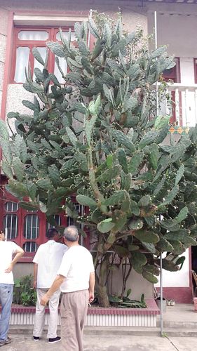 大叶片仙人掌图片