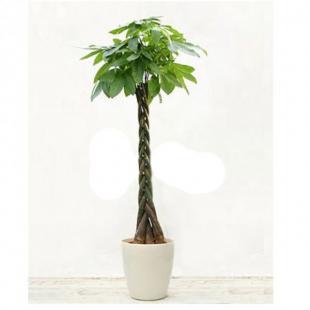 齐家百科 生活百科 植物 发财树 1,温度:室内养殖小发财树,冬季最低