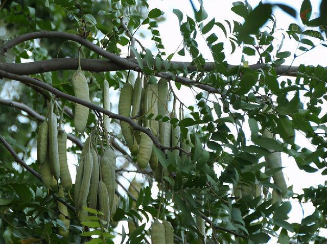 「大洼往事」百年皂角发千枝|皂角树|新枝|枯枝|落叶|老树_网易订阅