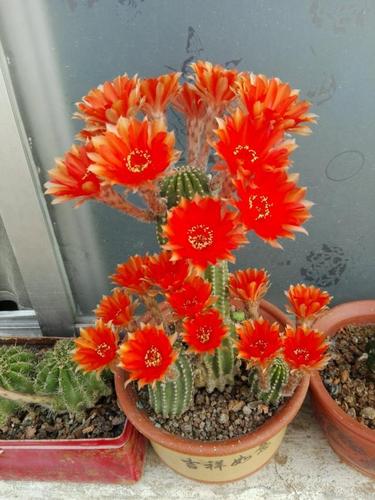 会开花的仙人球,一年开花多次,比昙花还漂亮,超好养