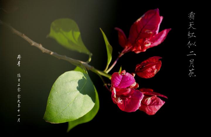 霜天红似二月花
