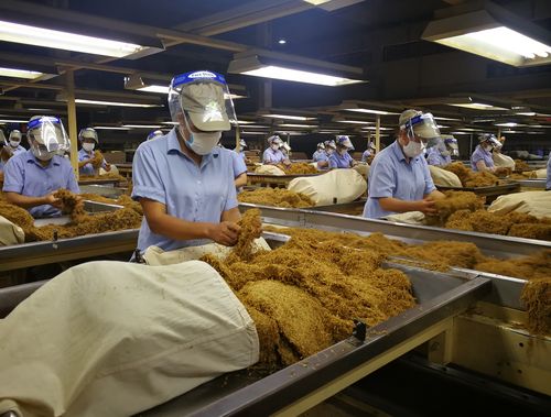 香料烟公司2020产季生切烟丝加工--云南省烟草专卖局